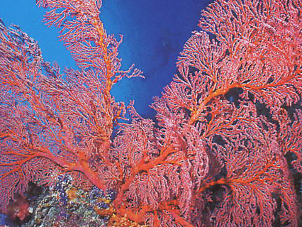 Sponge coral